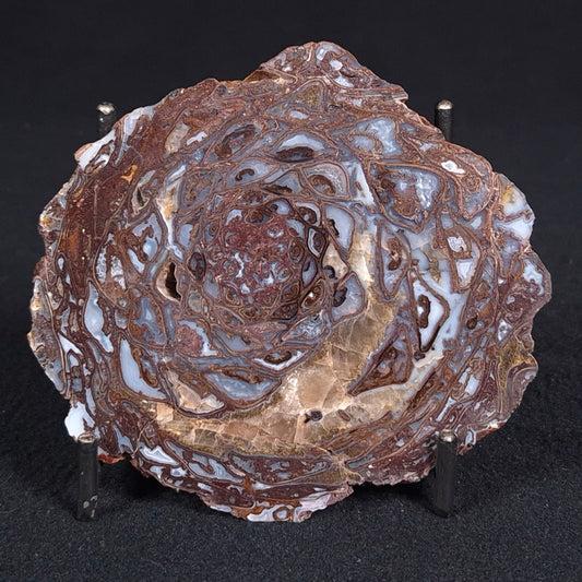 PALAEOSMUNDA williamsii PETRIFIED FERN, Late Permian, Australia YPW005