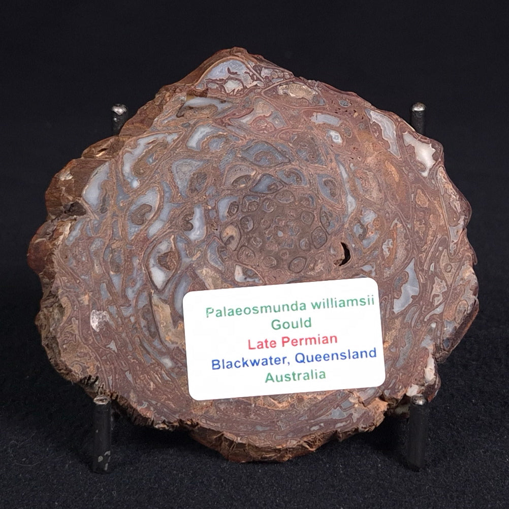 PALAEOSMUNDA williamsii PETRIFIED FERN, Late Permian, Australia YPW005