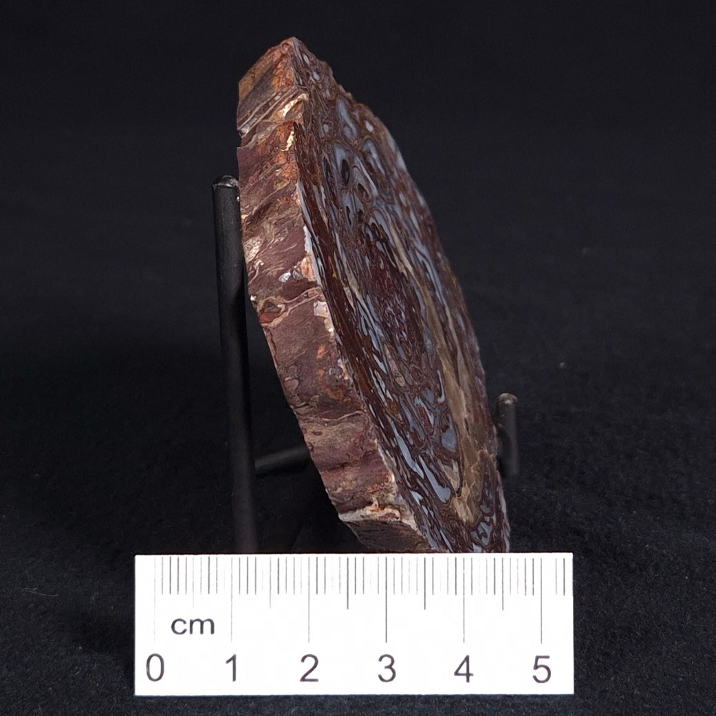PALAEOSMUNDA williamsii PETRIFIED FERN, Late Permian, Australia YPW005