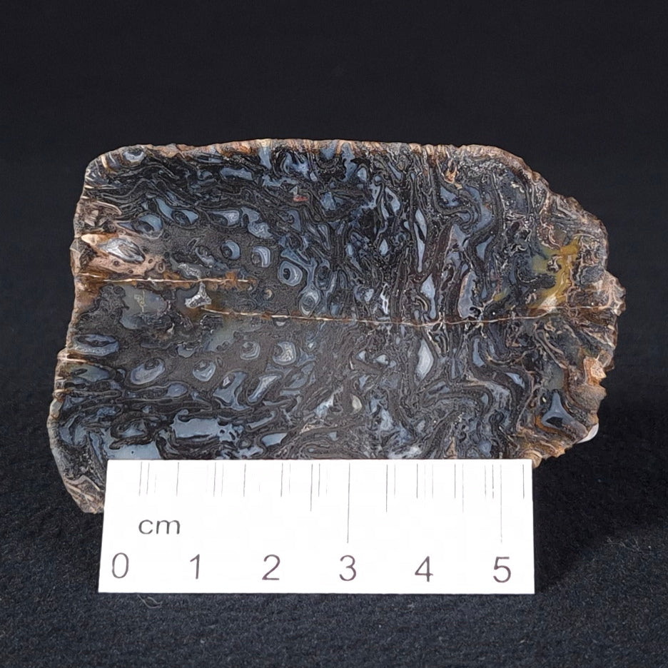 PALAEOSMUNDA williamsii PETRIFIED FERN, Late Permian, Australia YPW006