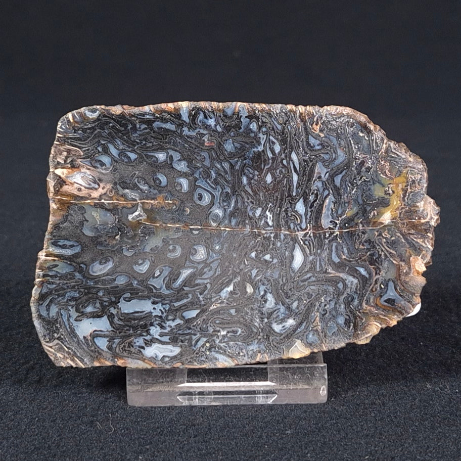 PALAEOSMUNDA williamsii PETRIFIED FERN, Late Permian, Australia YPW006