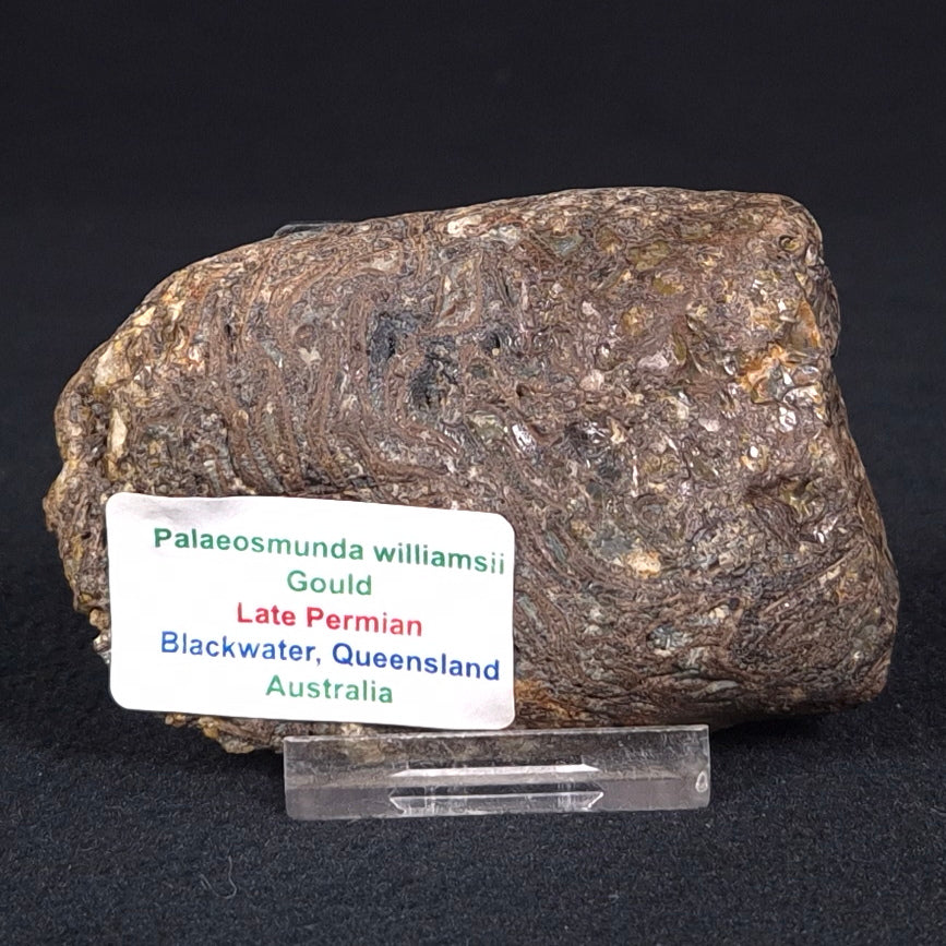 PALAEOSMUNDA williamsii PETRIFIED FERN, Late Permian, Australia YPW006