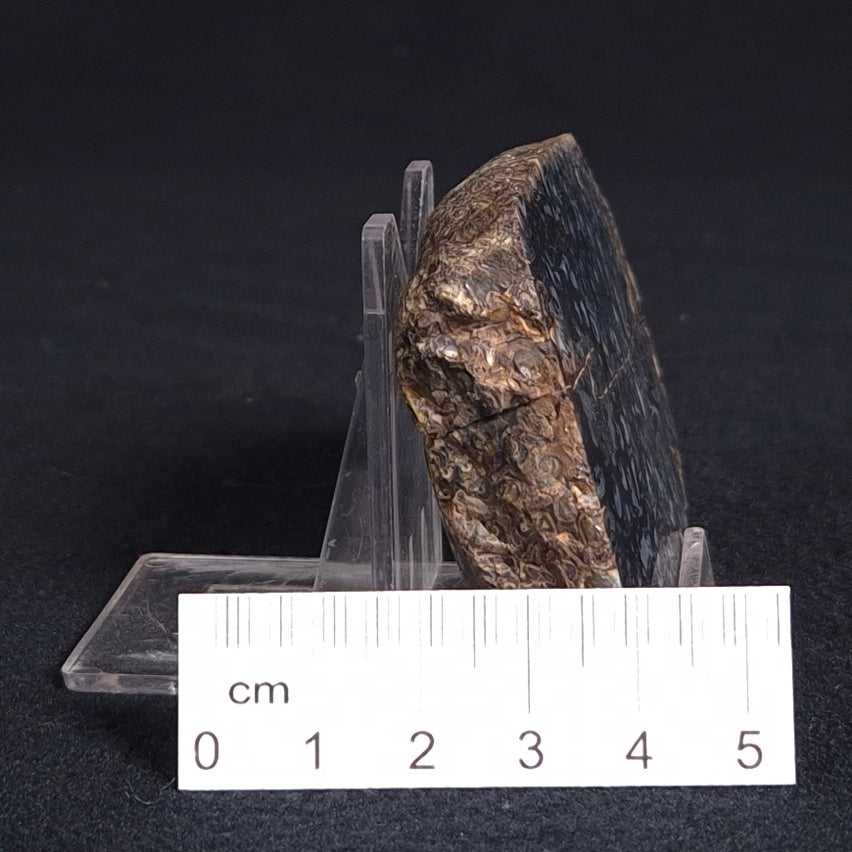 PALAEOSMUNDA williamsii PETRIFIED FERN, Late Permian, Australia YPW006