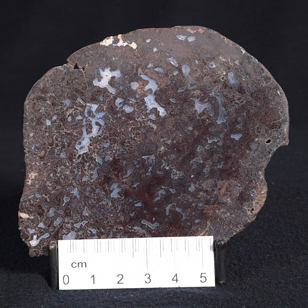 PALAEOSMUNDA williamsii PETRIFIED FERN, Late Permian, Australia YPW007