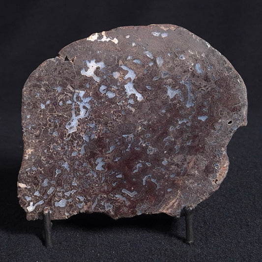 PALAEOSMUNDA williamsii PETRIFIED FERN, Late Permian, Australia YPW007