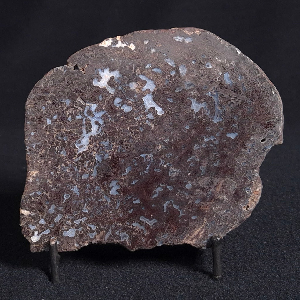 PALAEOSMUNDA williamsii PETRIFIED FERN, Late Permian, Australia YPW007