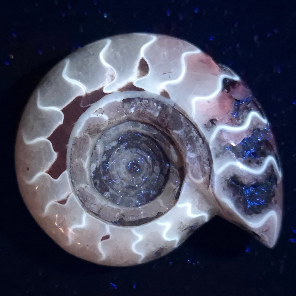 FLUORESCENT AMMONITE, East Timor XAT008