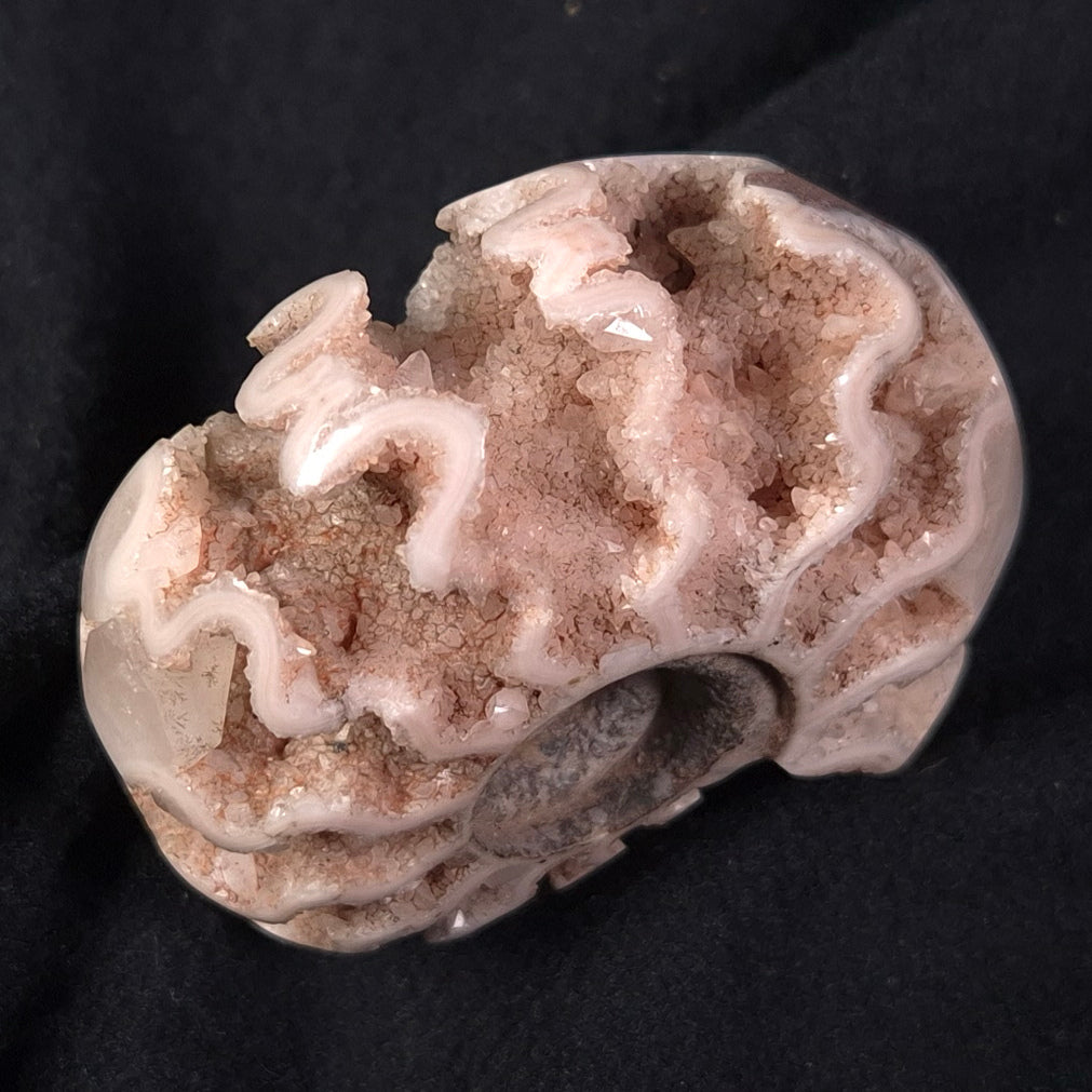 FLUORESCENT AMMONITE, East Timor XAT009