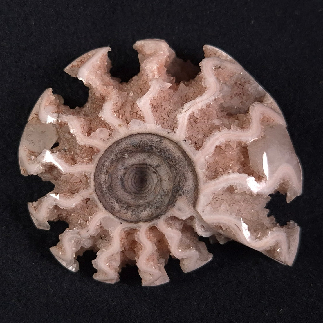 FLUORESCENT AMMONITE, East Timor XAT009