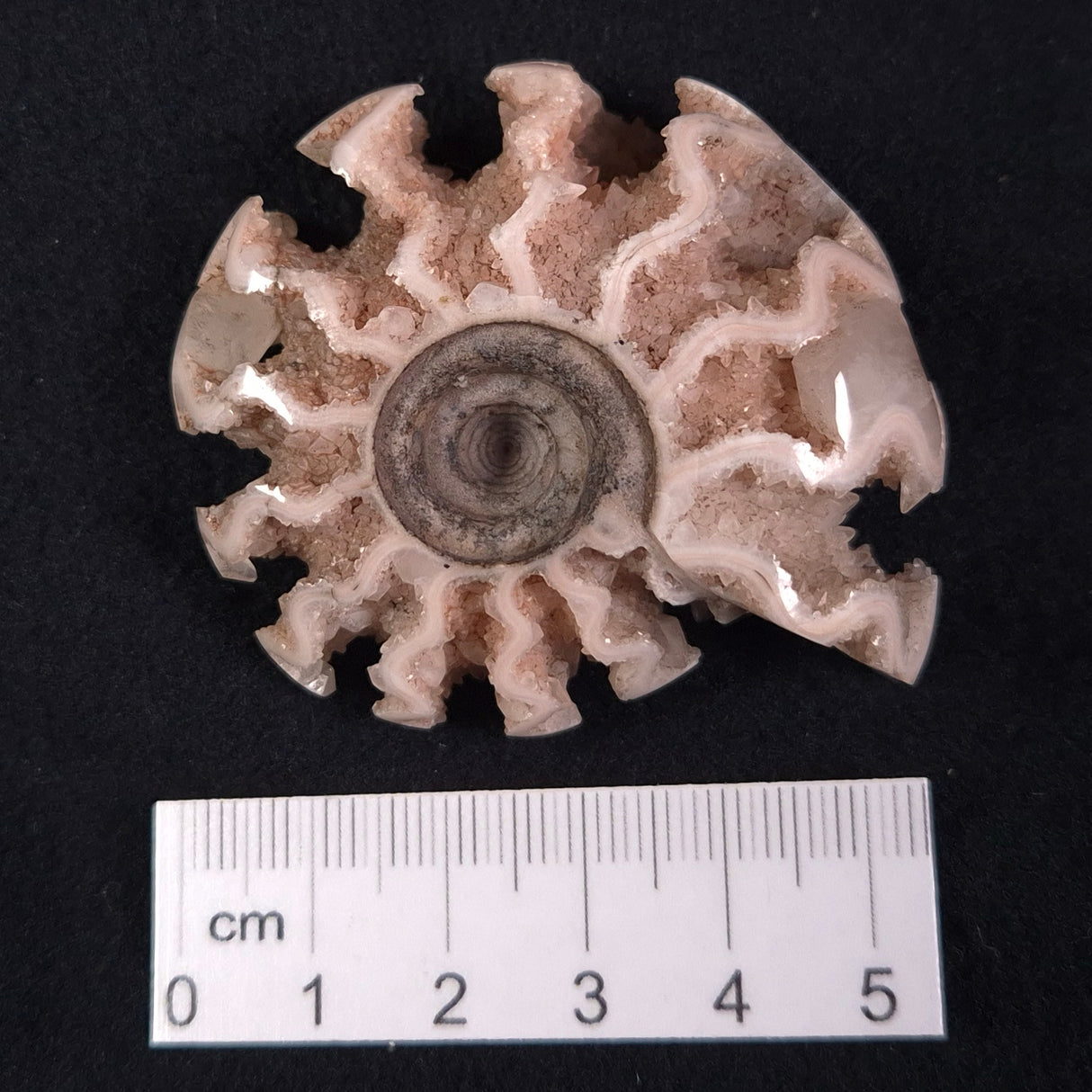 FLUORESCENT AMMONITE, East Timor XAT009