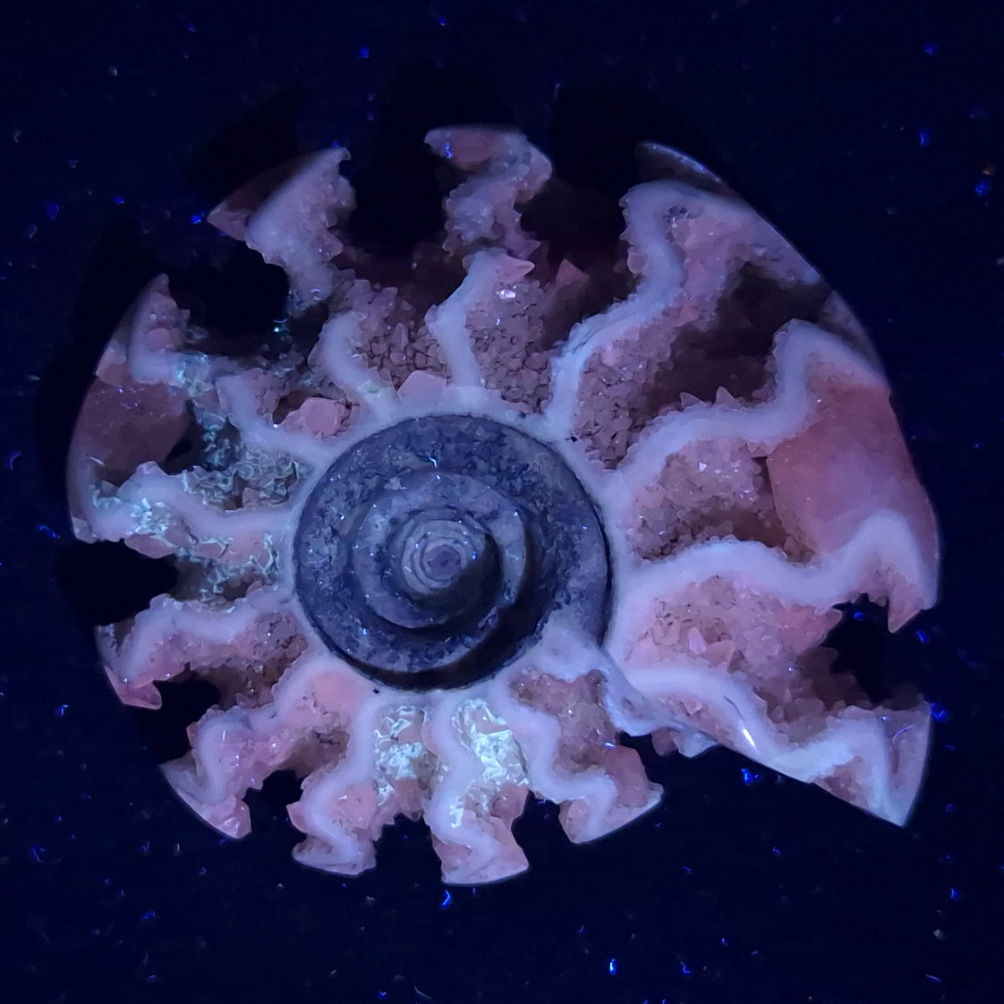 FLUORESCENT AMMONITE, East Timor XAT009