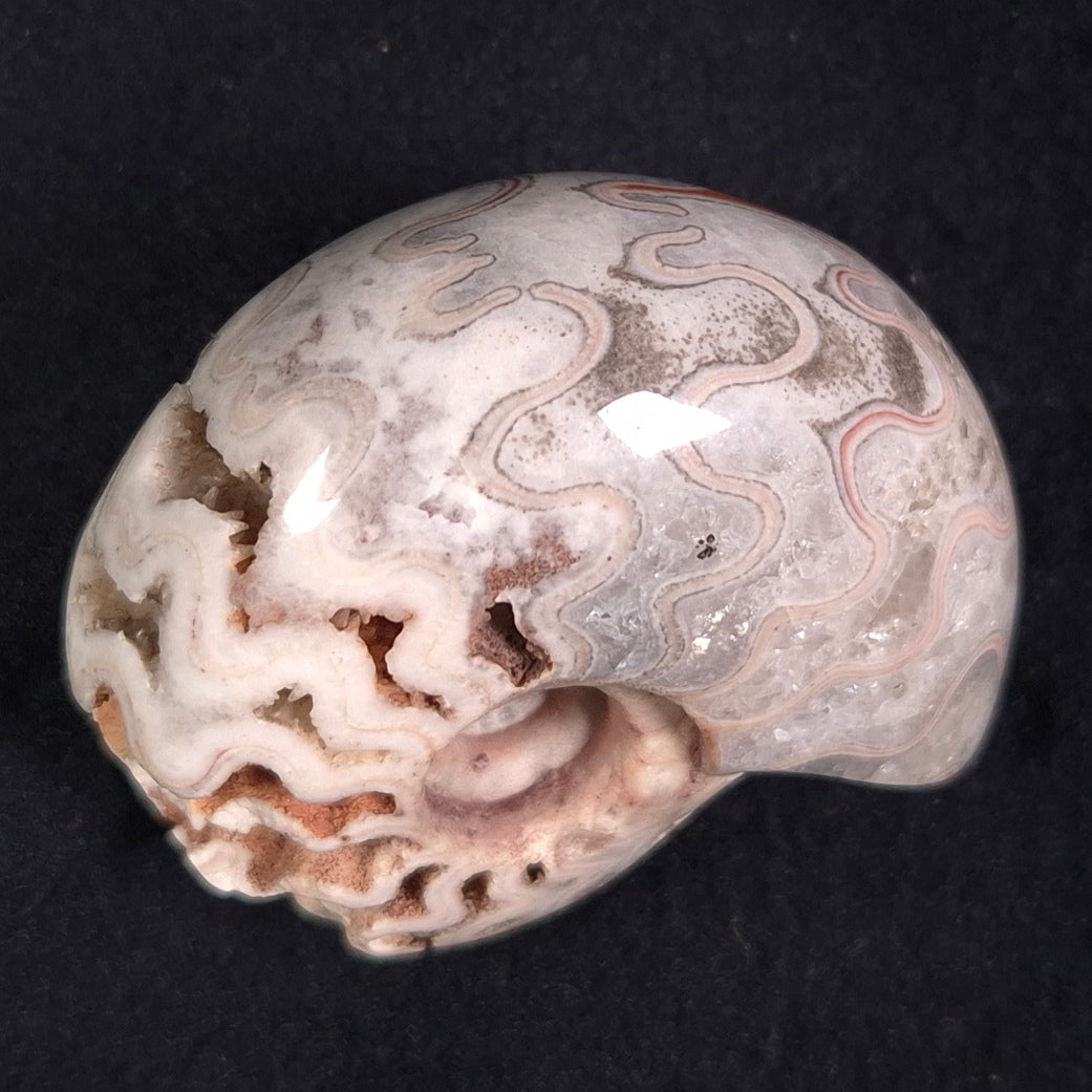 FLUORESCENT AMMONITE, East Timor XAT011