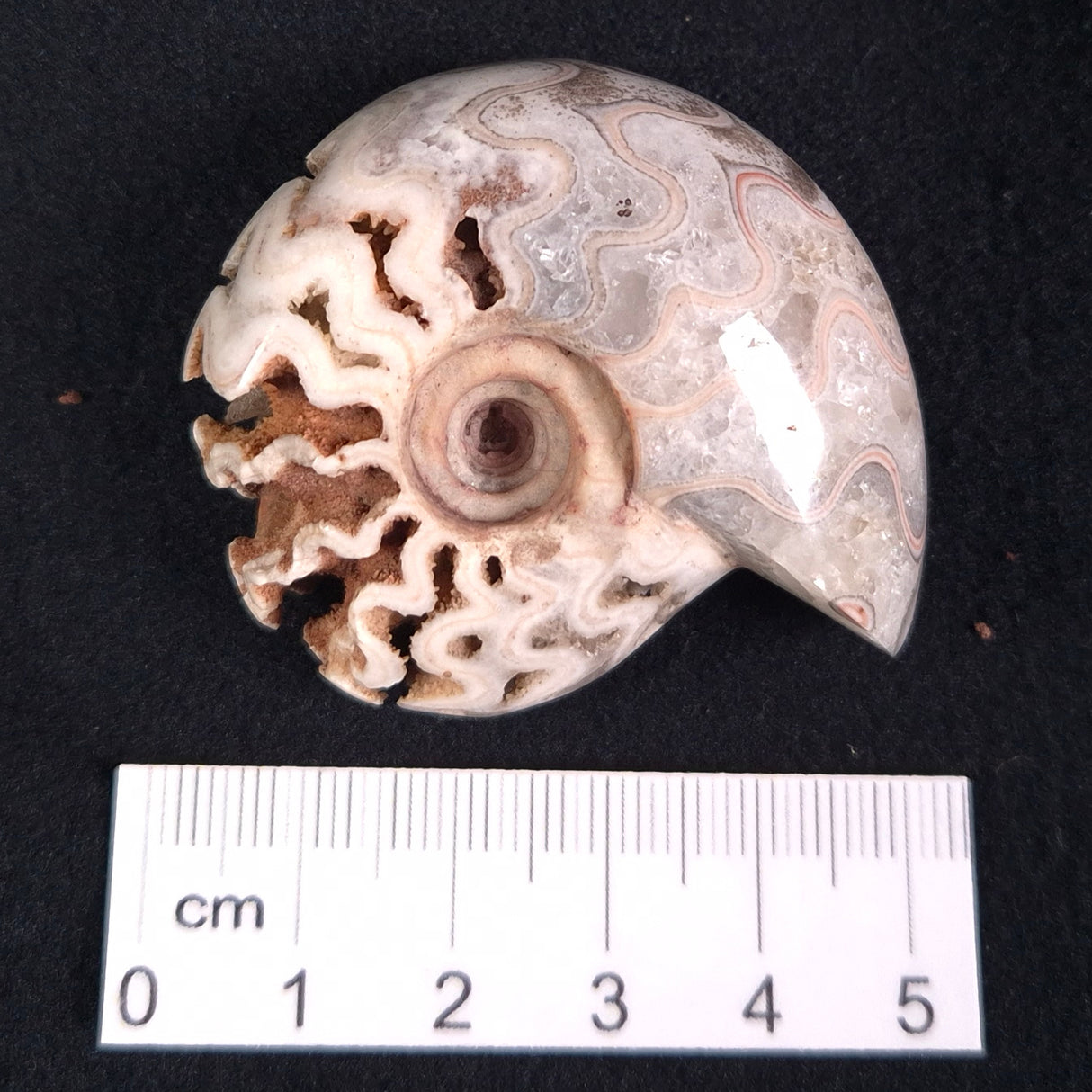 FLUORESCENT AMMONITE, East Timor XAT011