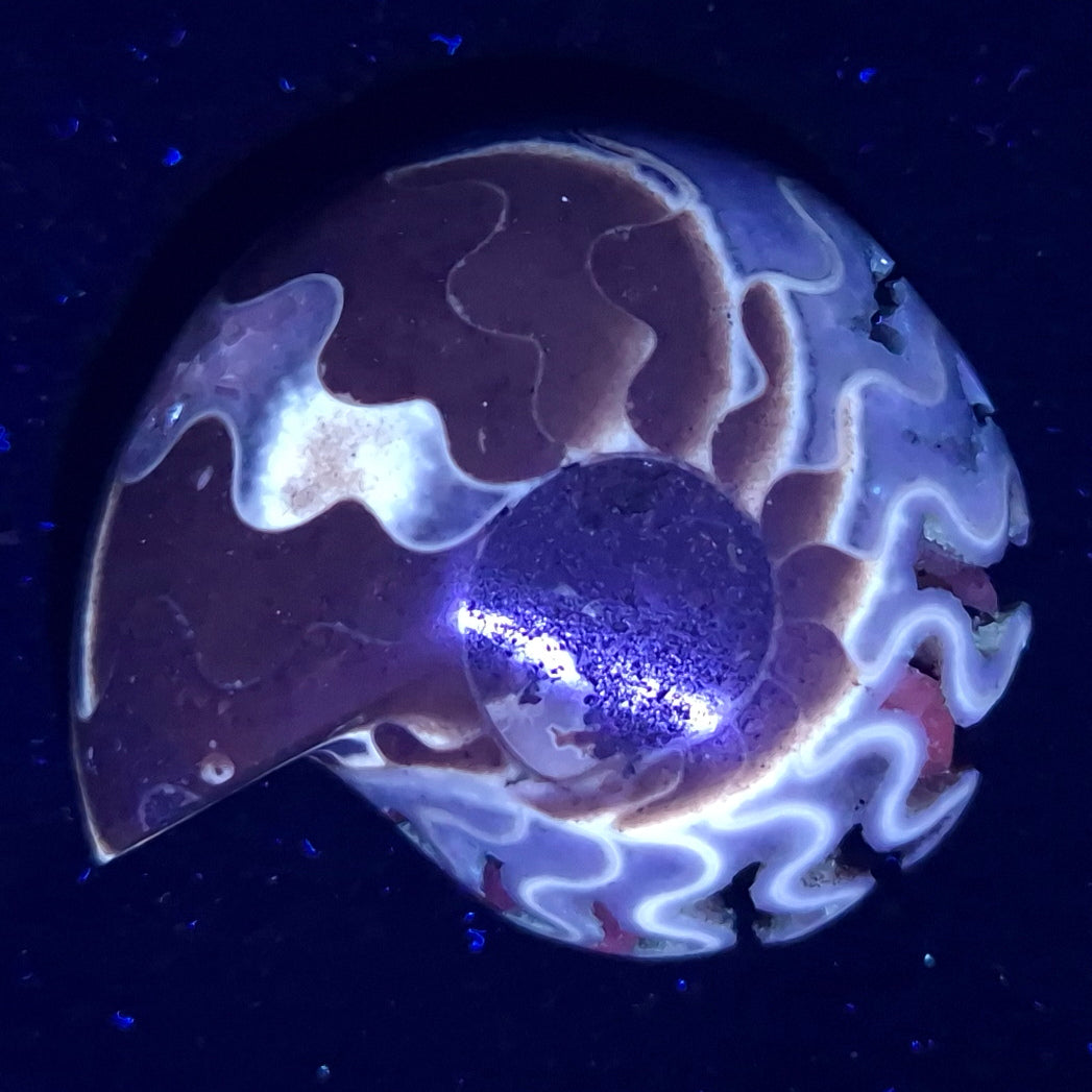 FLUORESCENT AMMONITE, East Timor XAT011