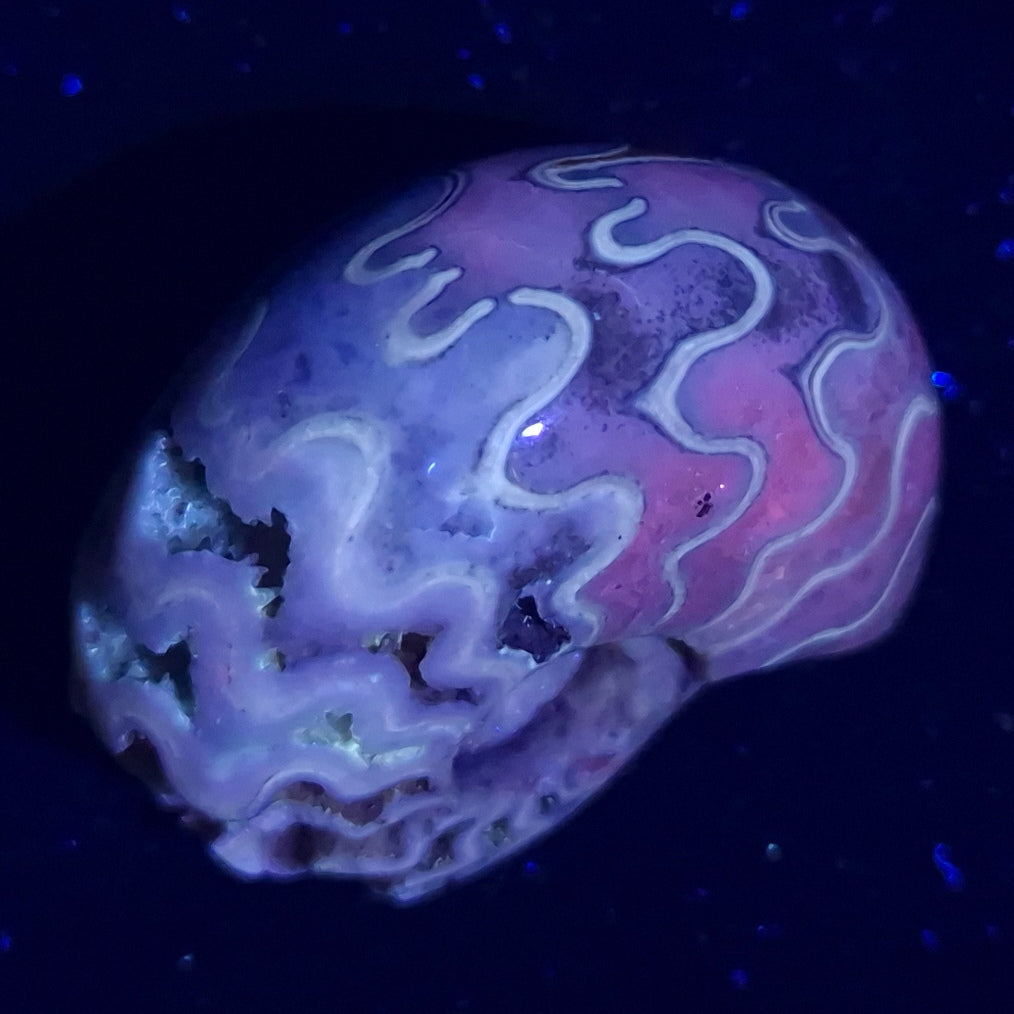 FLUORESCENT AMMONITE, East Timor XAT011