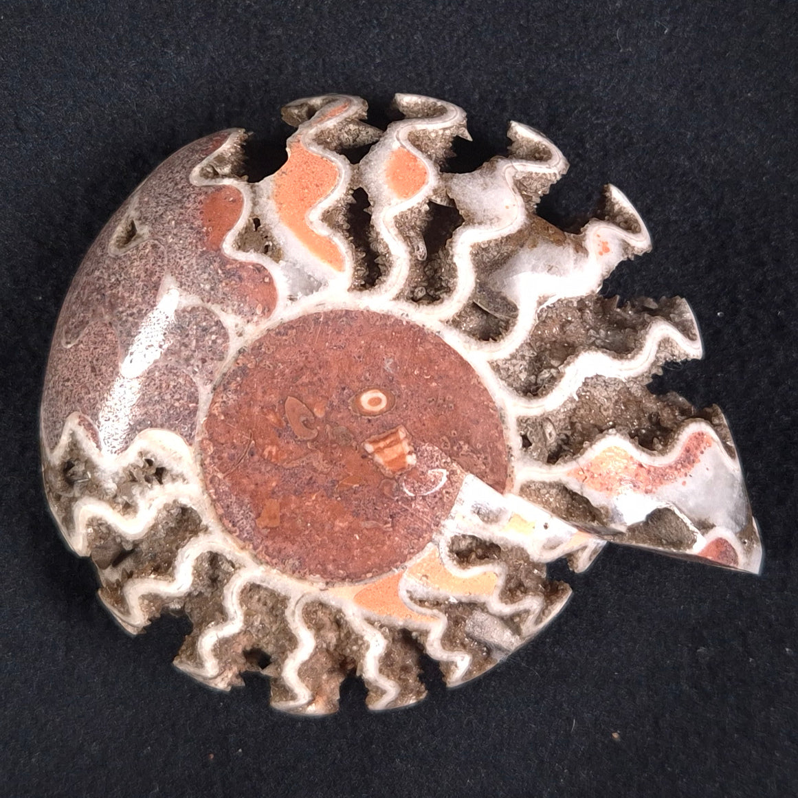 FLUORESCENT AMMONITE, East Timor XAT012