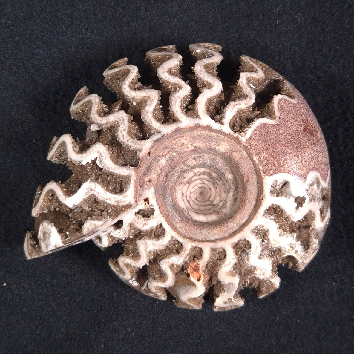 FLUORESCENT AMMONITE, East Timor XAT012