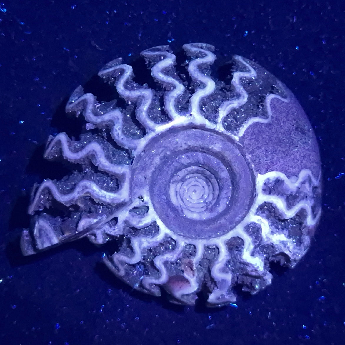 FLUORESCENT AMMONITE, East Timor XAT012