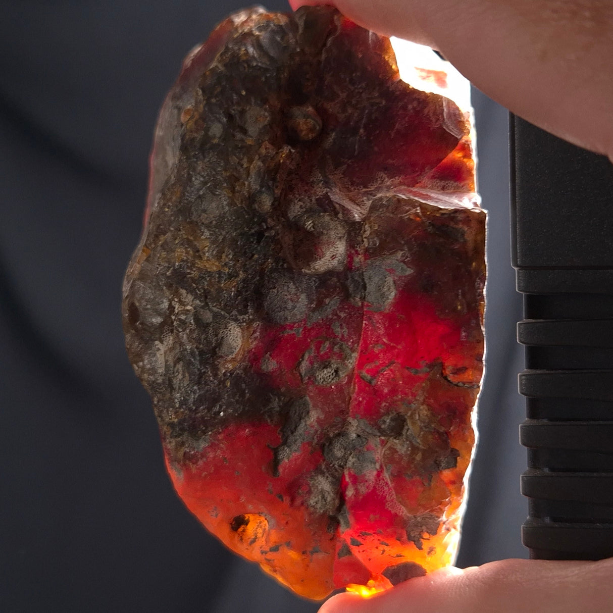 ROUGH AMBER, Australia YCA002