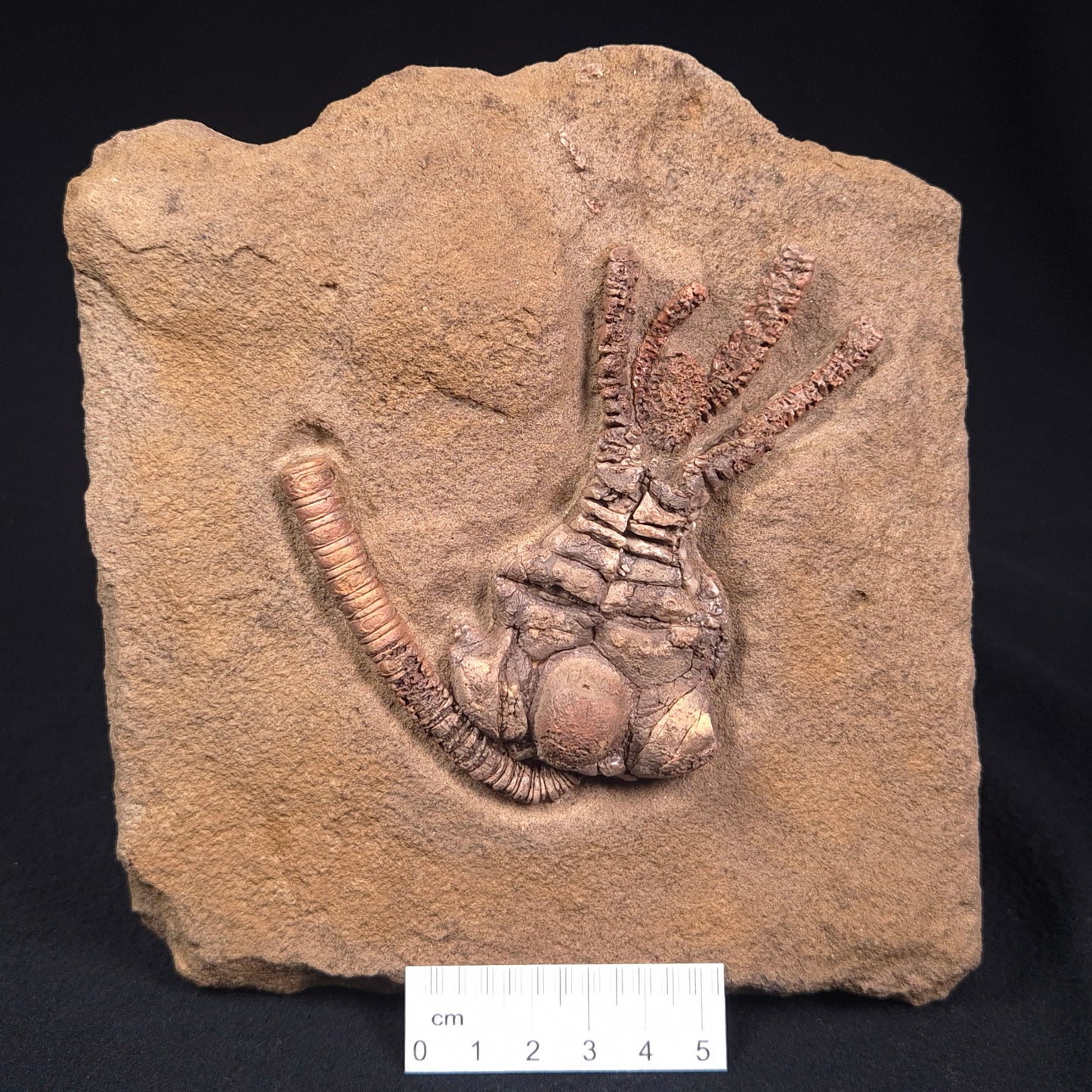 JIMBACRINUS BOSTOCKI CRINOID FOSSIL, Permian, Australia XJB026