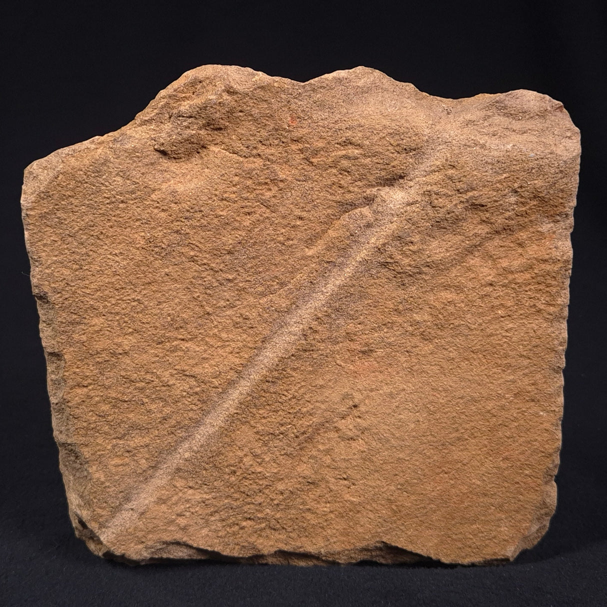 JIMBACRINUS BOSTOCKI CRINOID FOSSIL, Permian, Australia XJB026