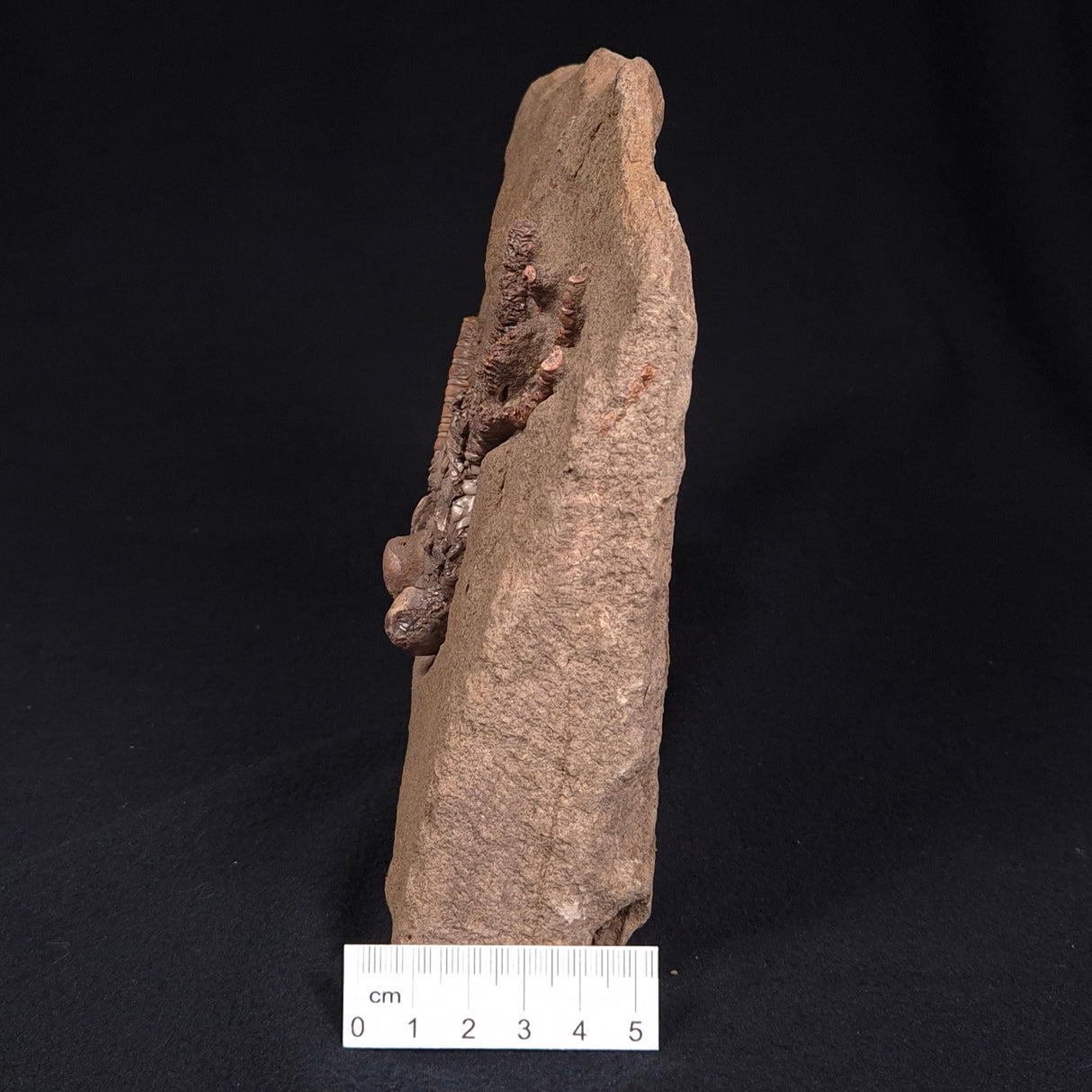 JIMBACRINUS BOSTOCKI CRINOID FOSSIL, Permian, Australia XJB026