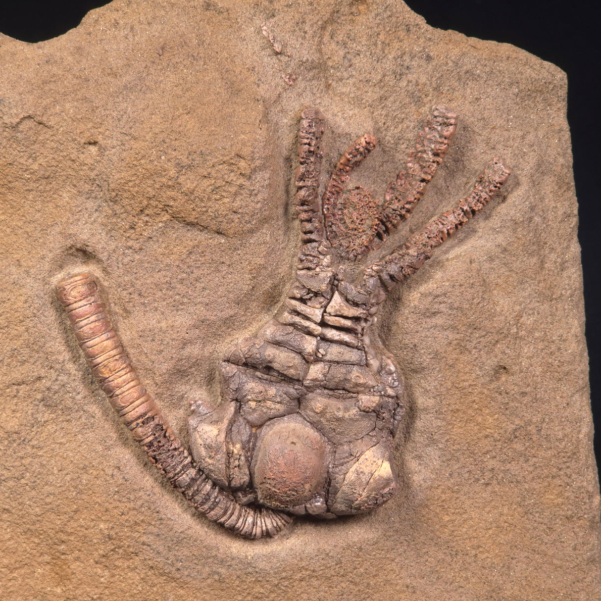 JIMBACRINUS BOSTOCKI CRINOID FOSSIL, Permian, Australia XJB026