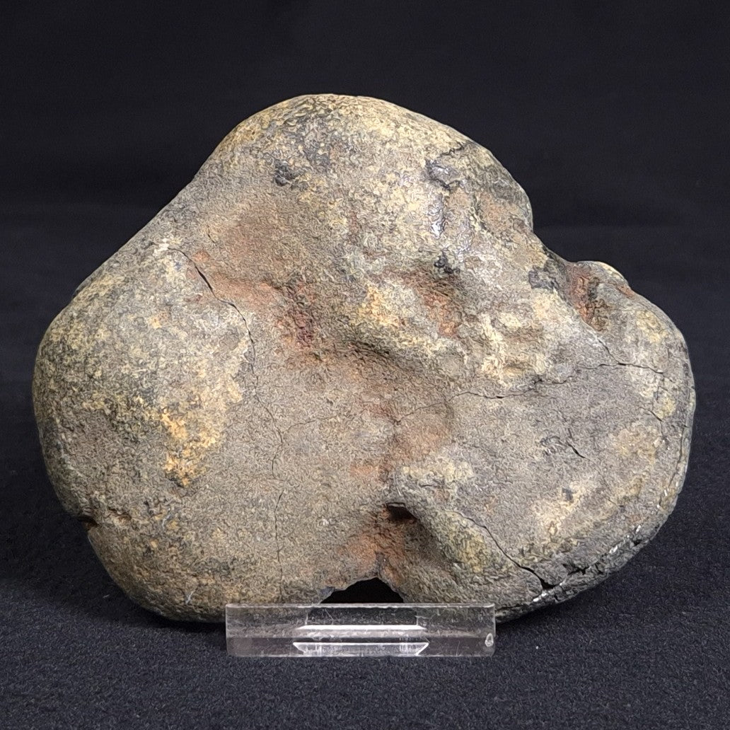 VIVIANITE NODULE, Australia XVI006