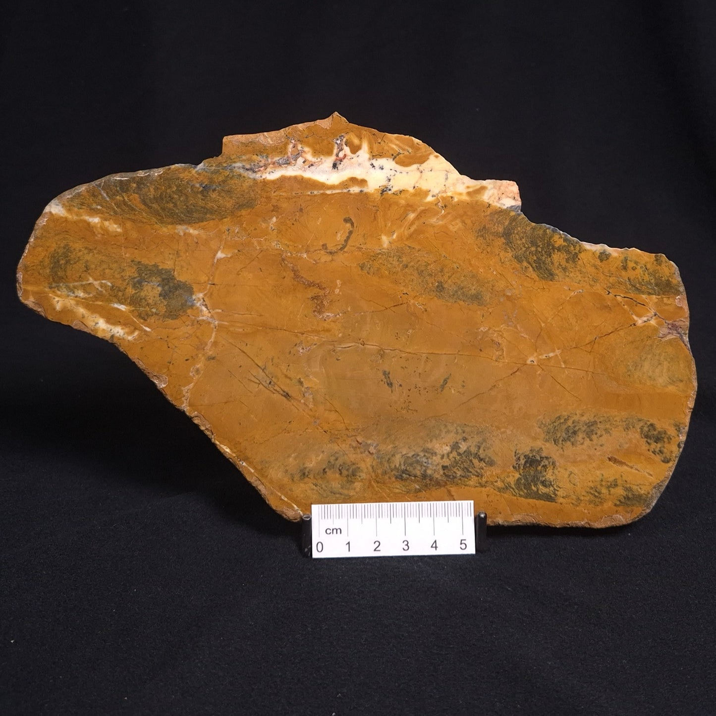 PILBARIA PERPLEXA STROMATOLITE, Australia ZPP002