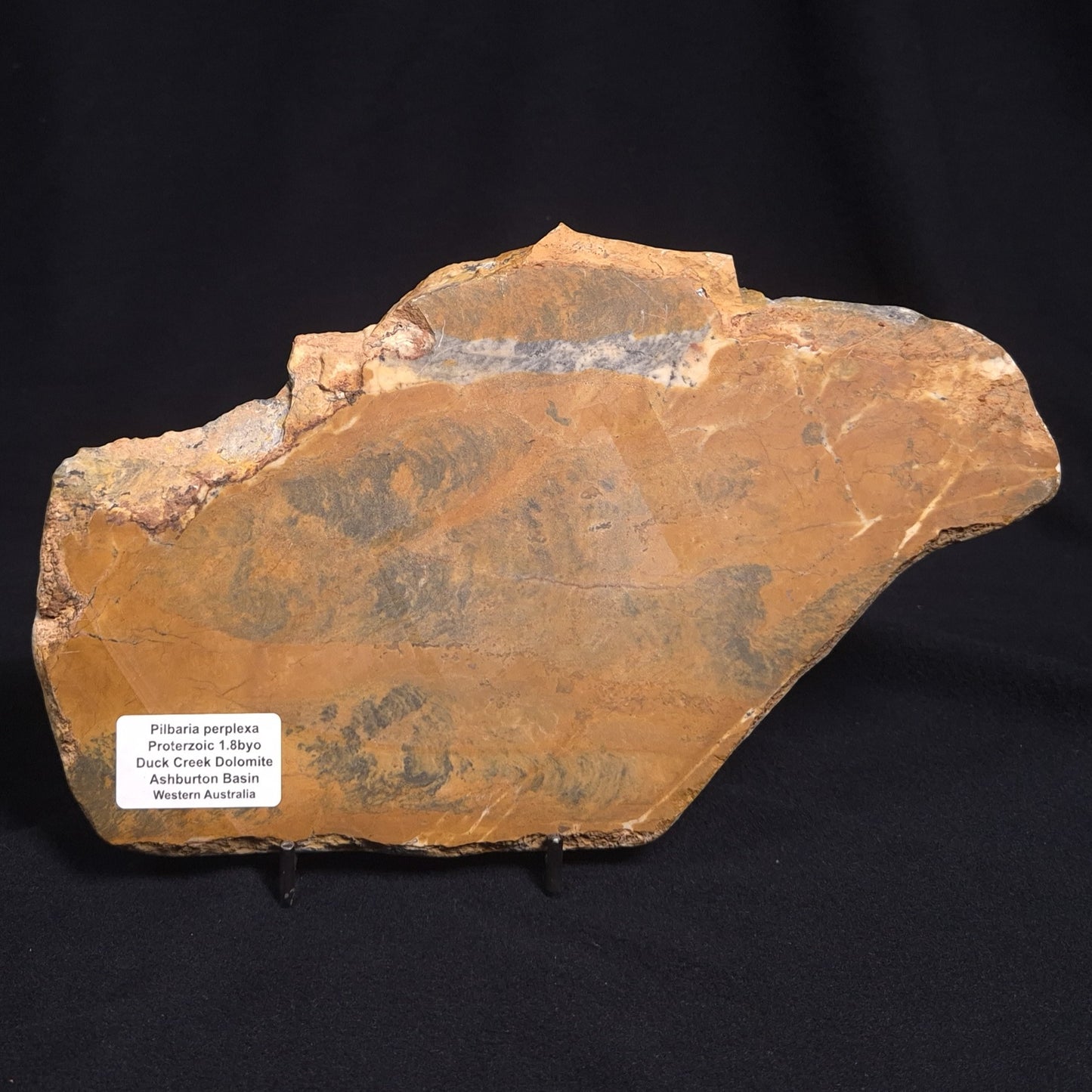 PILBARIA PERPLEXA STROMATOLITE, Australia ZPP002