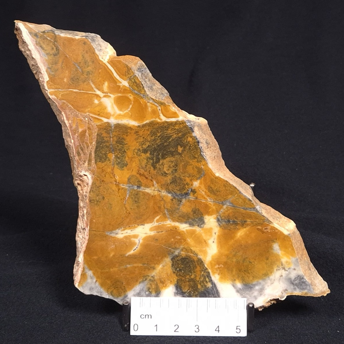 PILBARIA PERPLEXA STROMATOLITE, Australia ZPP004