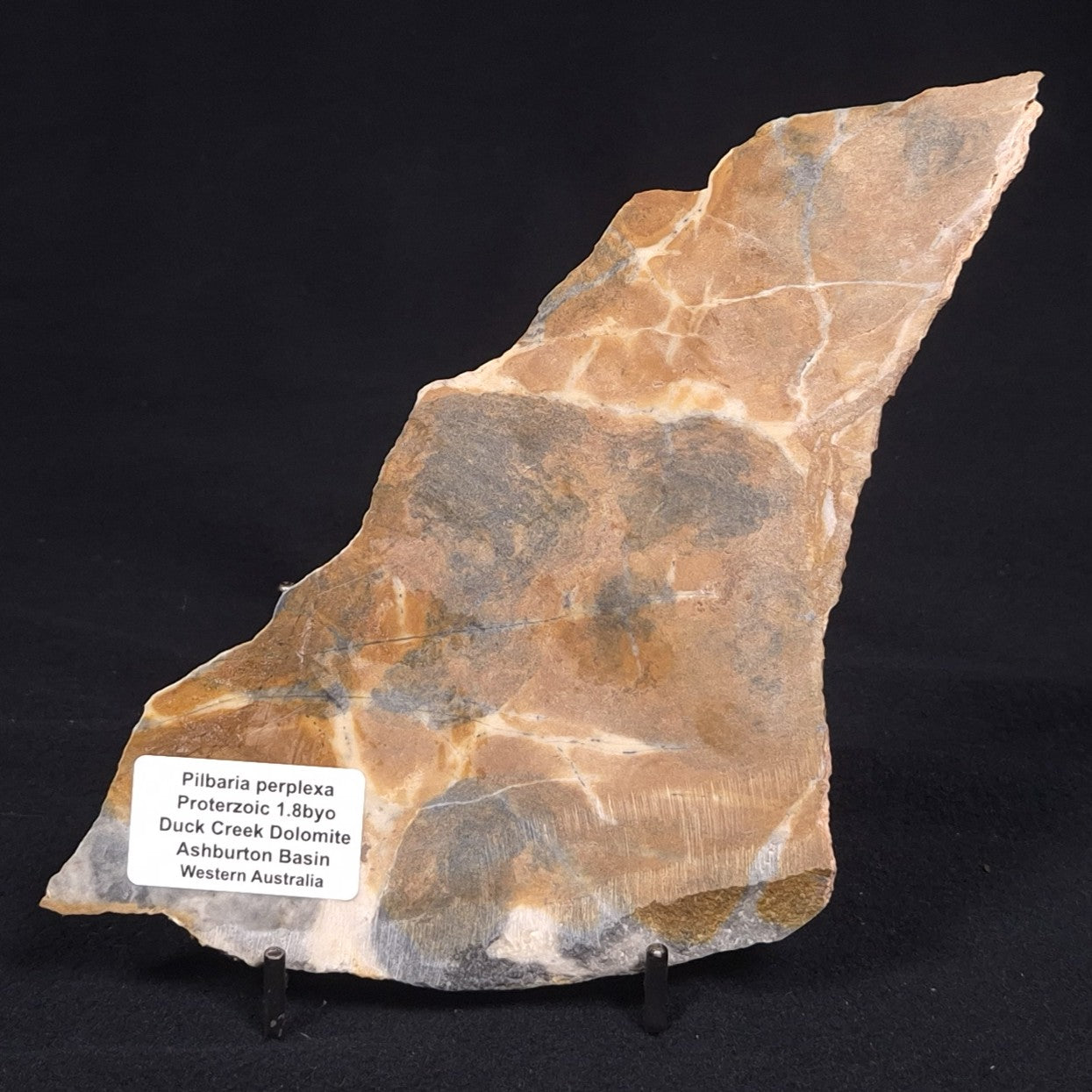 PILBARIA PERPLEXA STROMATOLITE, Australia ZPP004