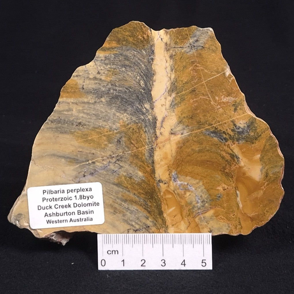 PILBARIA PERPLEXA STROMATOLITE, Australia ZPP006