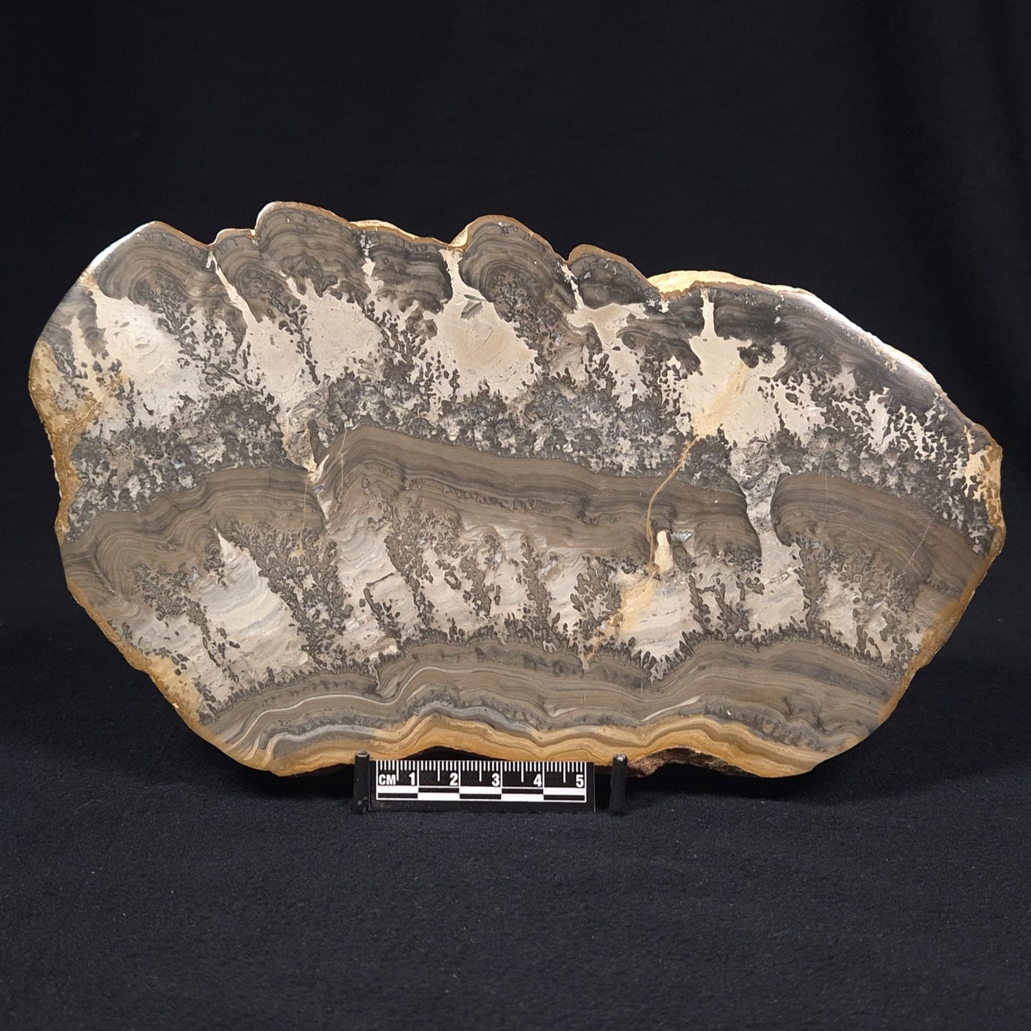 COTHAM MARBLE STROMATOLITE, England ZCM001