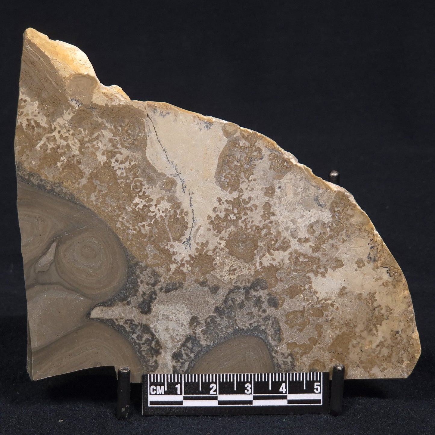 COTHAM MARBLE STROMATOLITE, England ZCM003