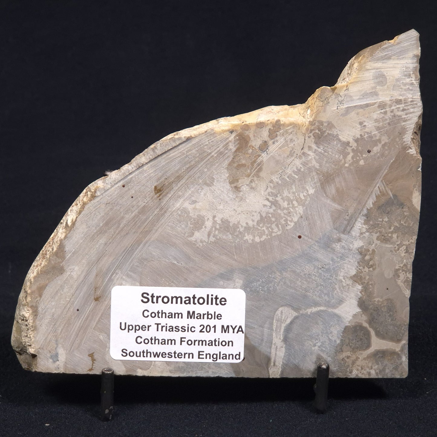 COTHAM MARBLE STROMATOLITE, England ZCM003