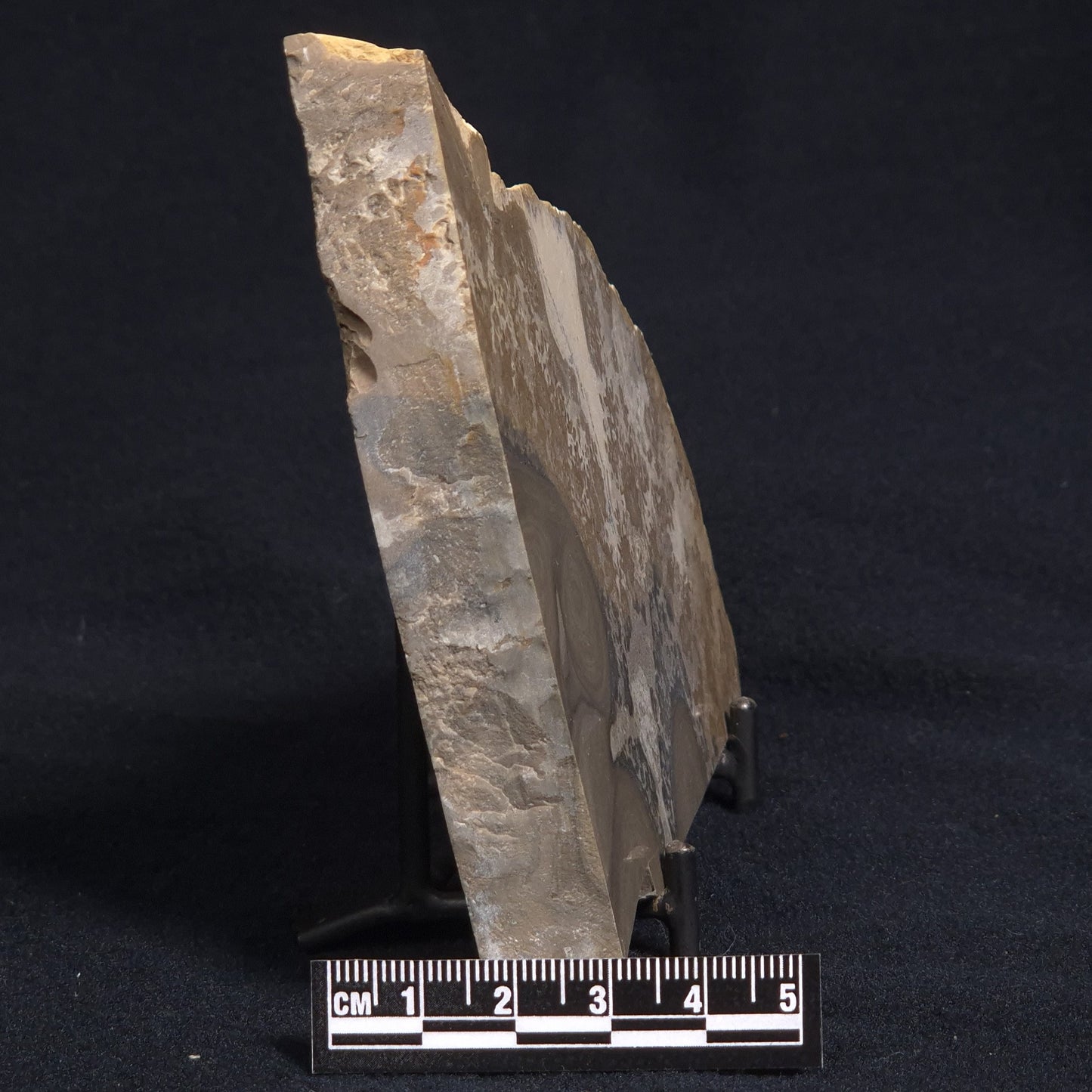 COTHAM MARBLE STROMATOLITE, England ZCM003