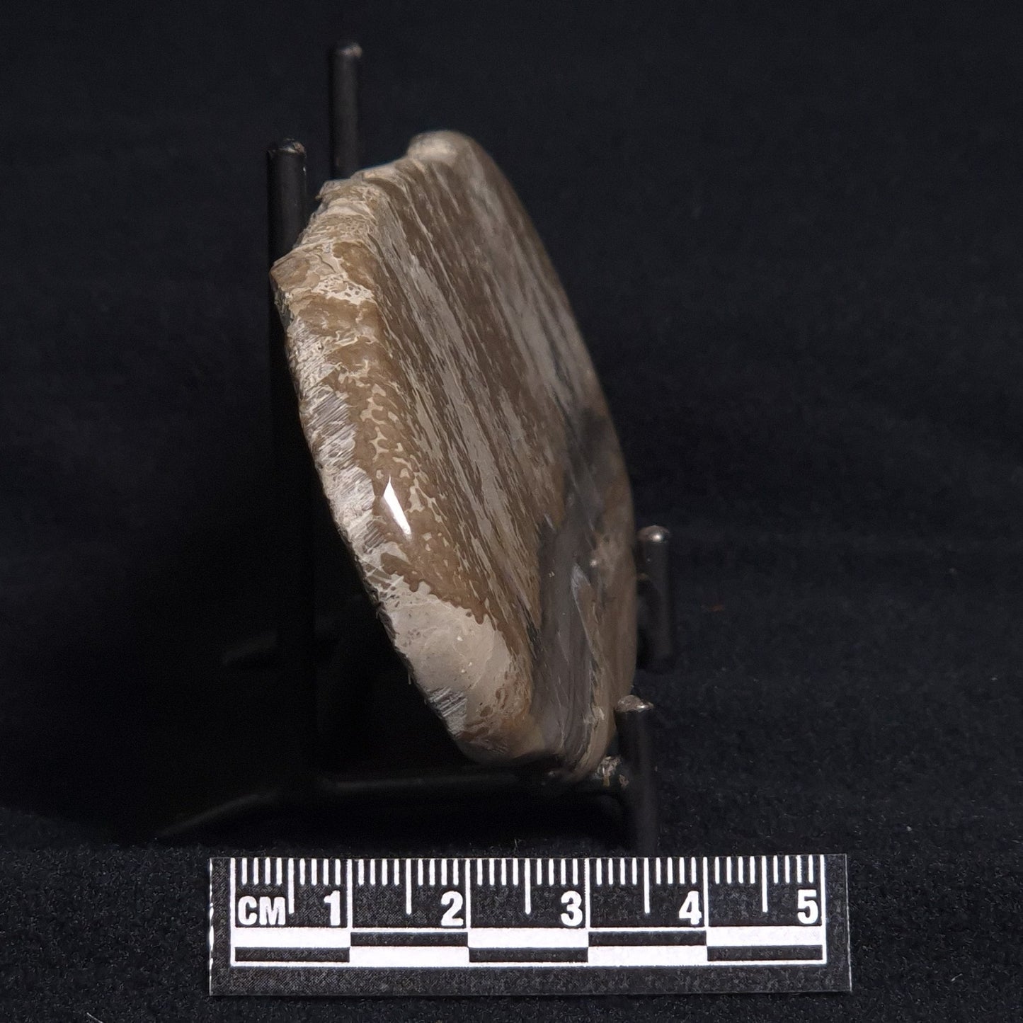 COTHAM MARBLE STROMATOLITE, England ZCM004
