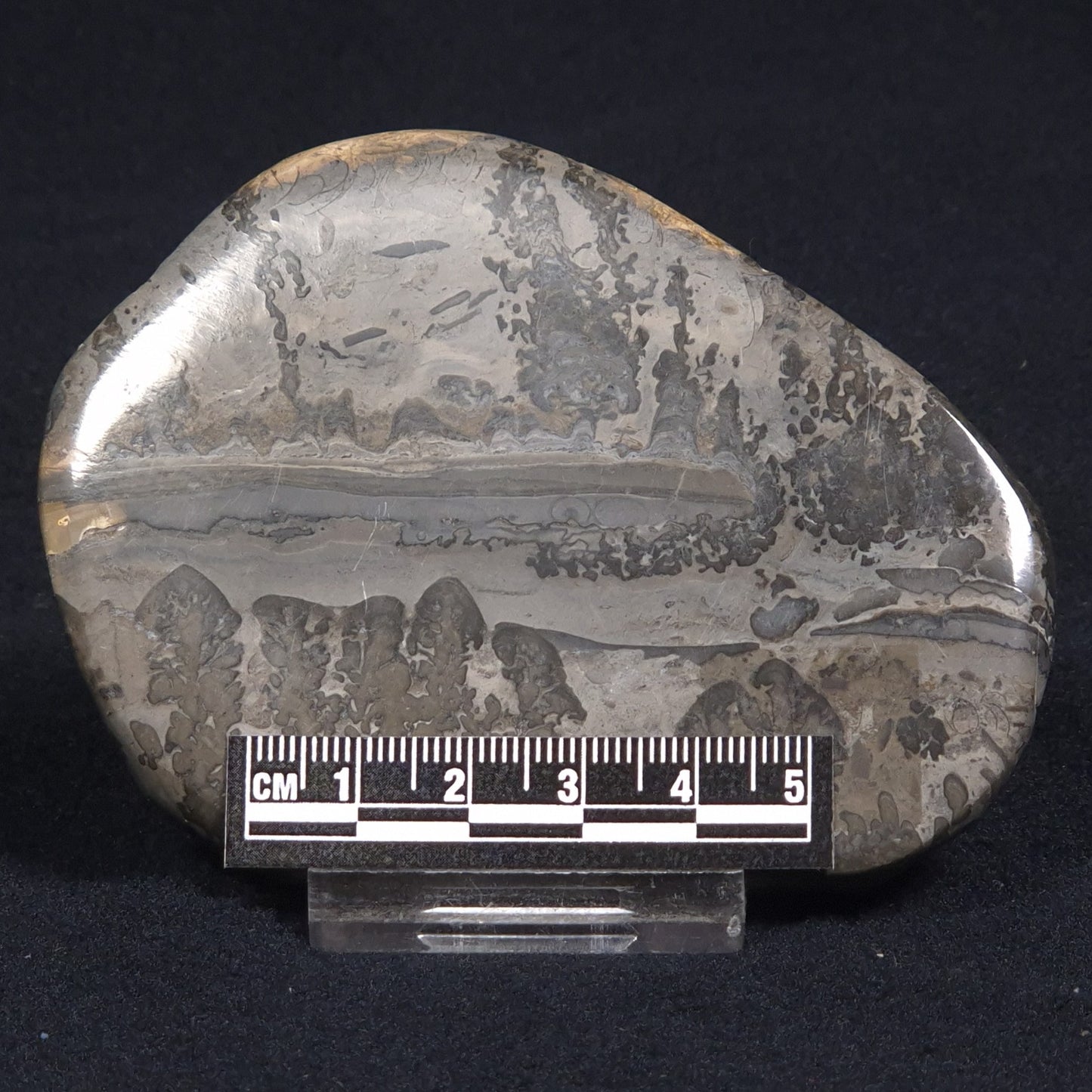 COTHAM MARBLE STROMATOLITE, England ZCM006