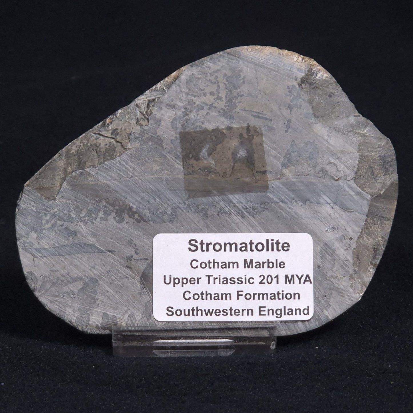 COTHAM MARBLE STROMATOLITE, England ZCM006