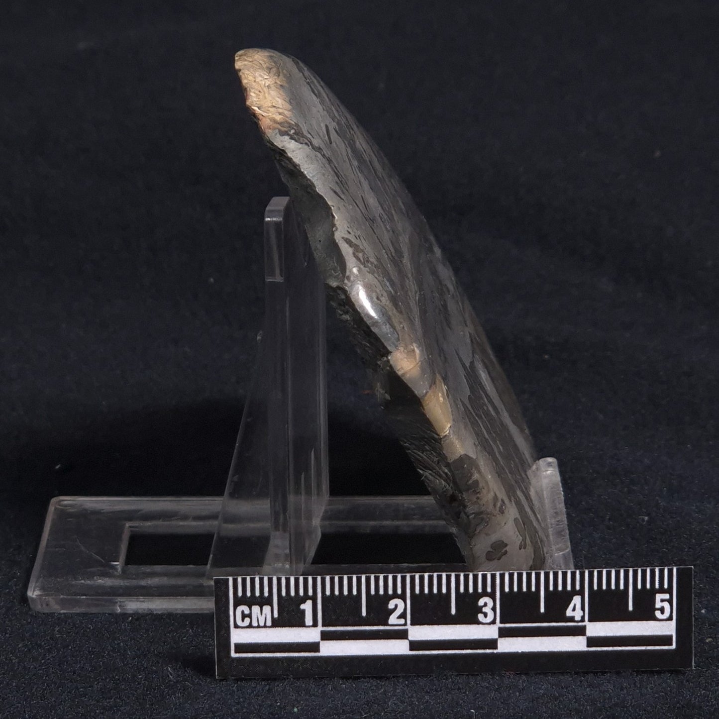 COTHAM MARBLE STROMATOLITE, England ZCM006