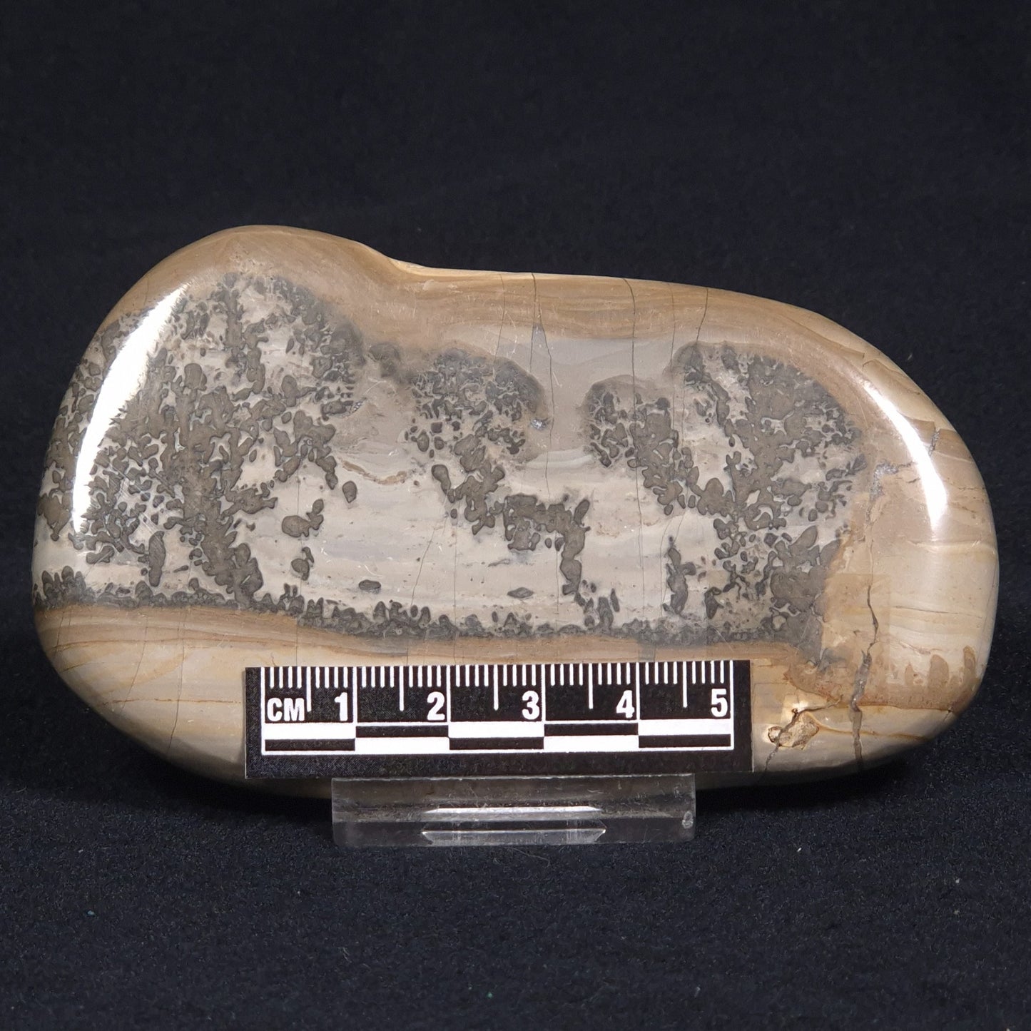 COTHAM MARBLE STROMATOLITE, England ZCM007