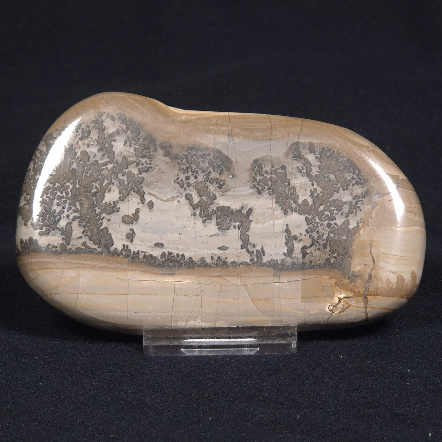 COTHAM MARBLE STROMATOLITE, England ZCM007