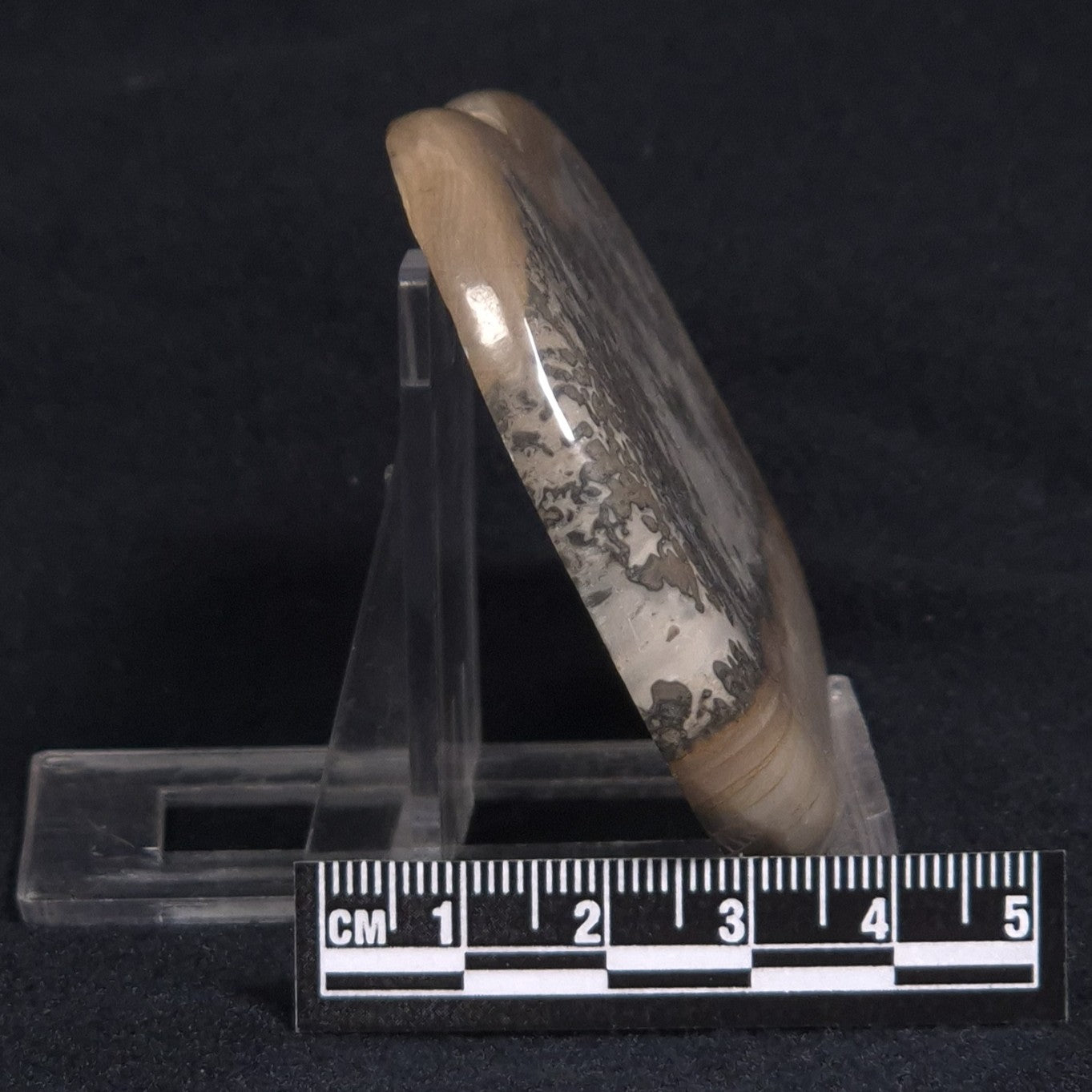COTHAM MARBLE STROMATOLITE, England ZCM007