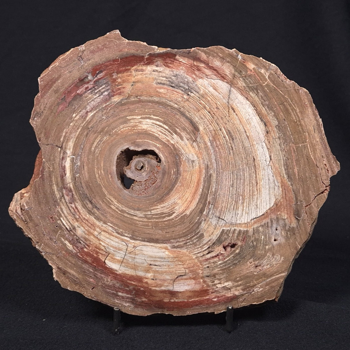 CONOPHYTON BASALTICUM STROMATOLITE, Australia ZCB001