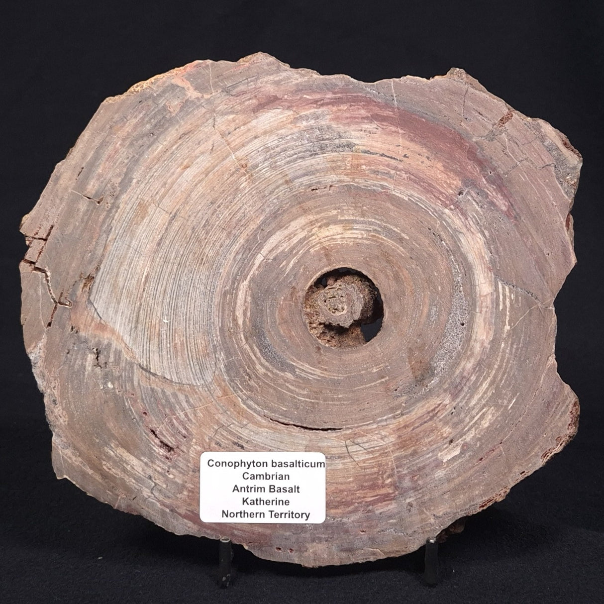 CONOPHYTON BASALTICUM STROMATOLITE, Australia ZCB001