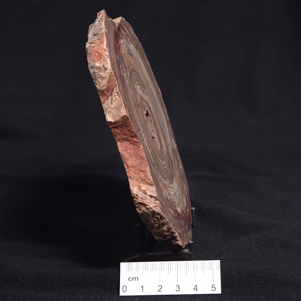 CONOPHYTON BASALTICUM STROMATOLITE, Australia ZCB001