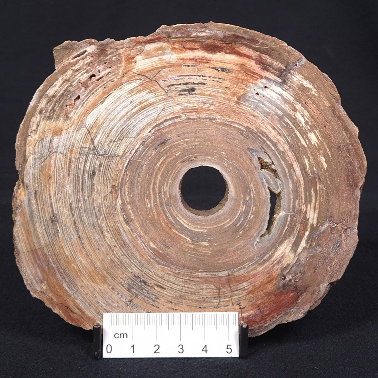 CONOPHYTON BASALTICUM STROMATOLITE, Australia ZCB002
