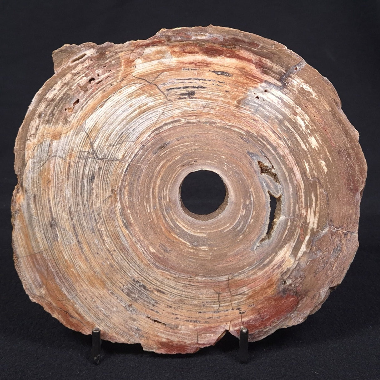 CONOPHYTON BASALTICUM STROMATOLITE, Australia ZCB002