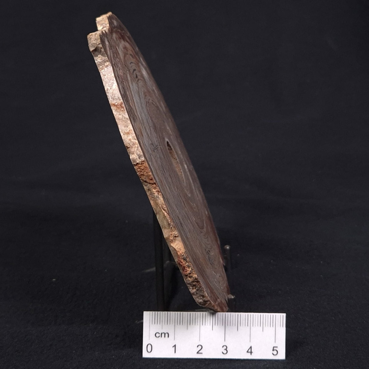 CONOPHYTON BASALTICUM STROMATOLITE, Australia ZCB002